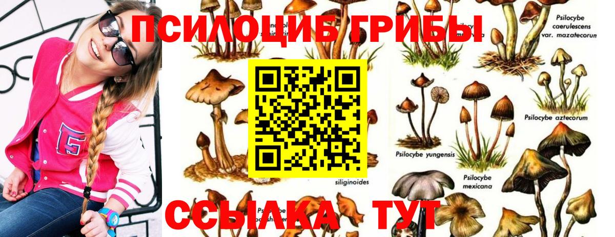Псилоцибиновые грибы Psilocybine cubensis Минусинск